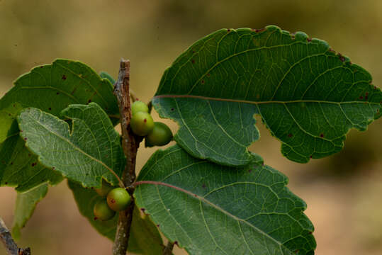 Image of Xylosma venosum N. E. Brown