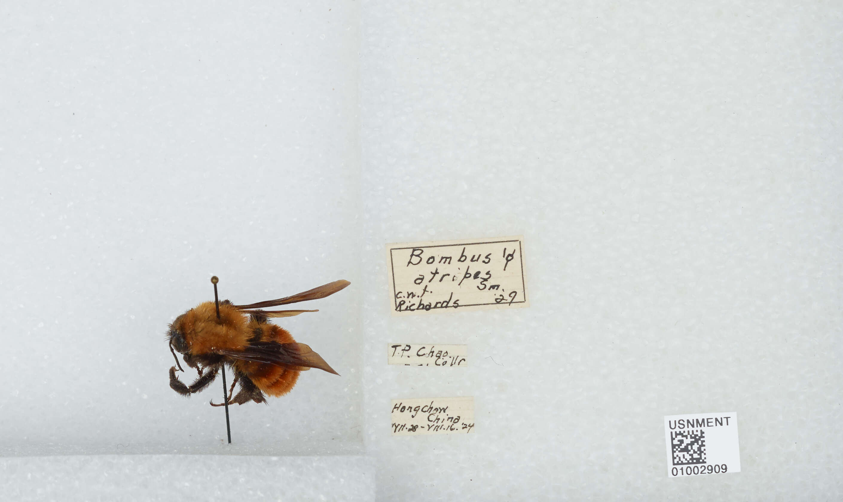 Image of Bombus atripes Smith 1852