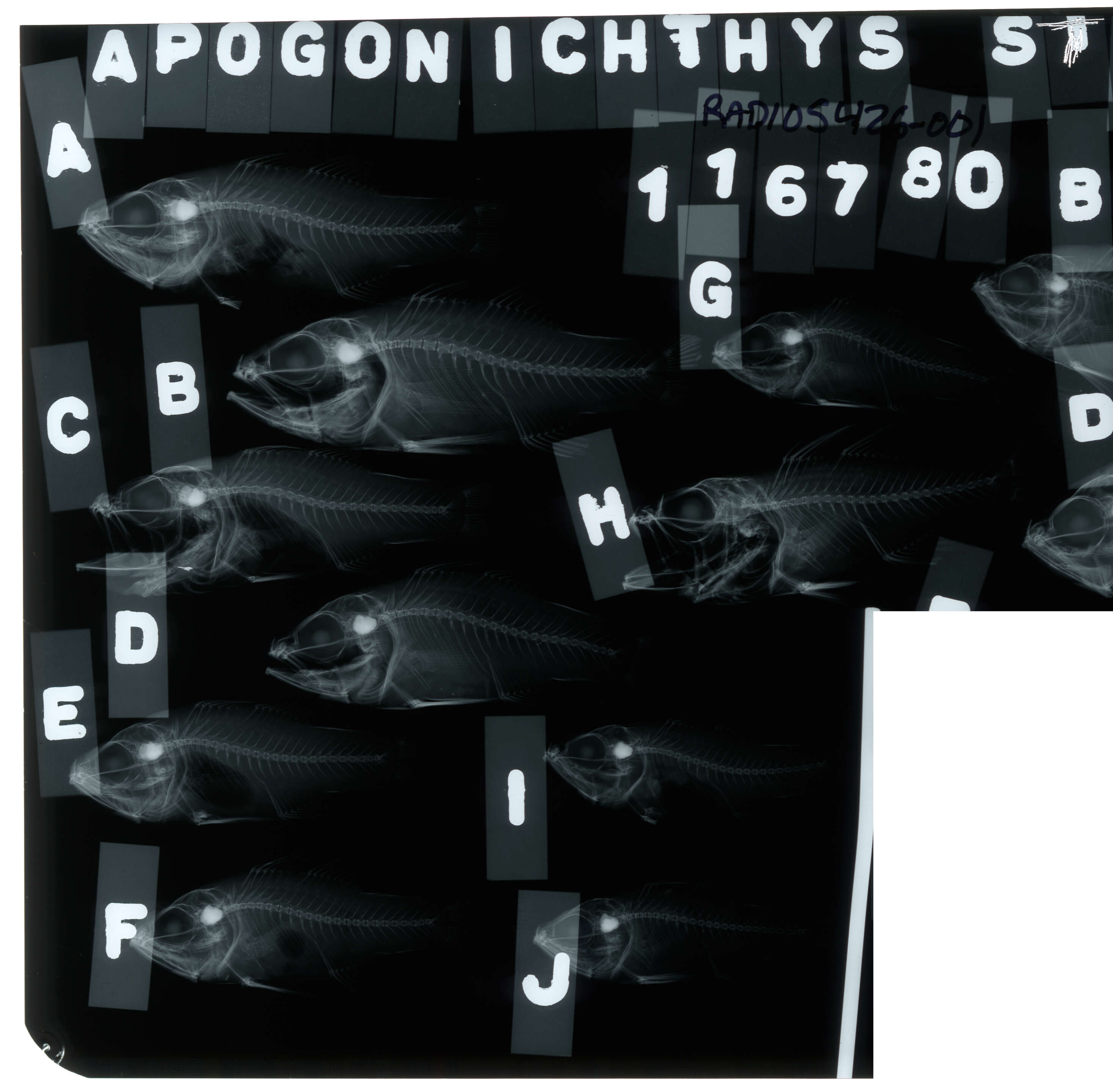 Image of Conchfish