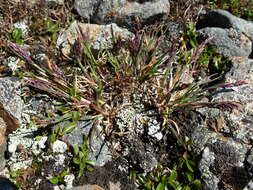 Image of Wavy Meadow-grass