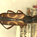 Image of Leptura arcifera (Blanchard 1871)