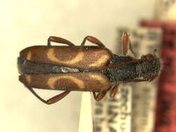 Image of Leptura arcifera (Blanchard 1871)