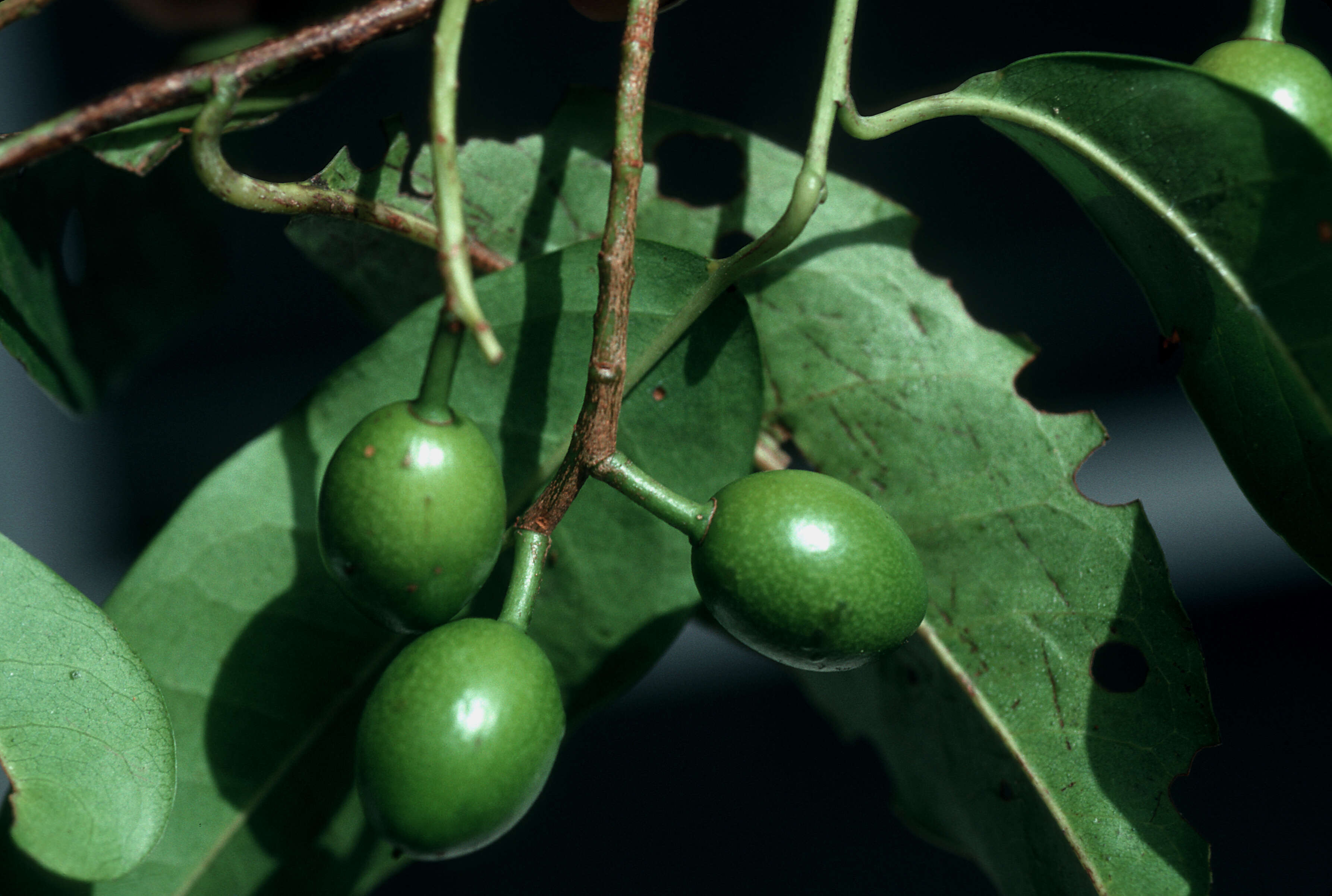 Plancia ëd Prunus occidentalis Sw.