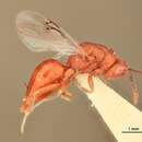 صورة Eurytoma aerflora Bugbee 1975