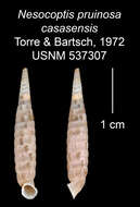 Imagem de Nesocoptis pruinosa casasensis C. Torre & Bartsch 1972