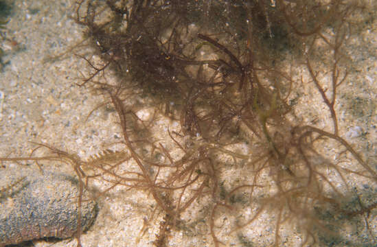 Image of Red algae