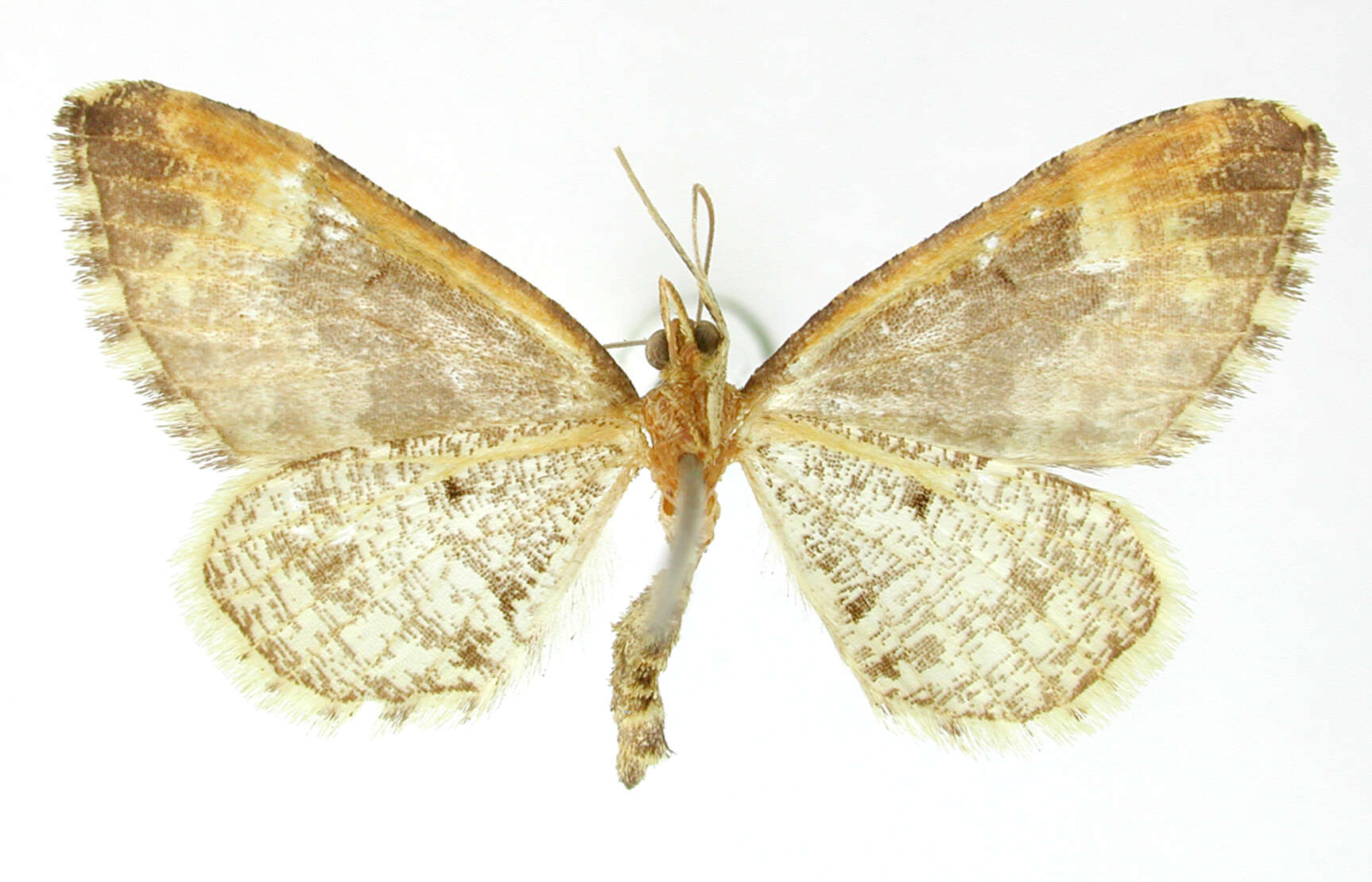 Image de Psaliodes damophila Druce 1893