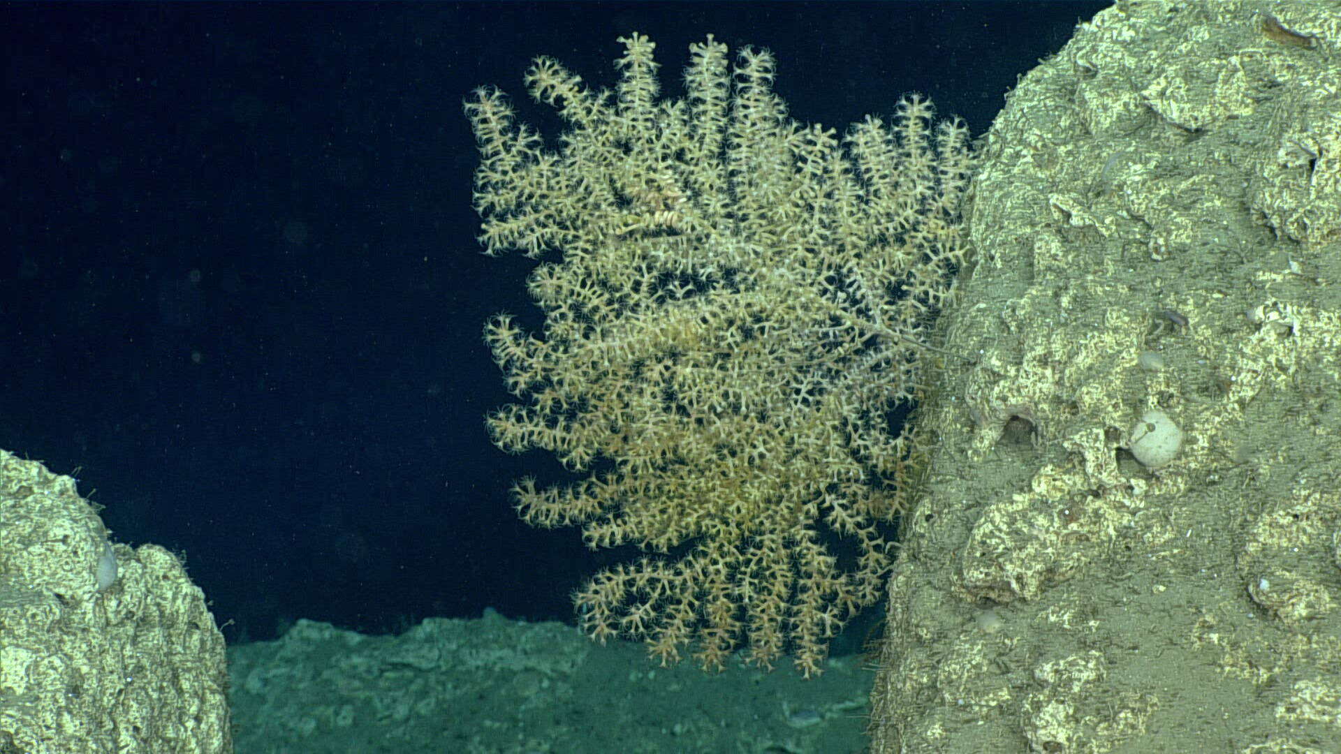 Image de corail à armure