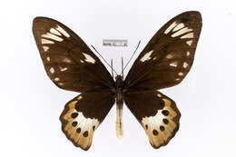 Слика од Ornithoptera paradisea Staudinger 1893