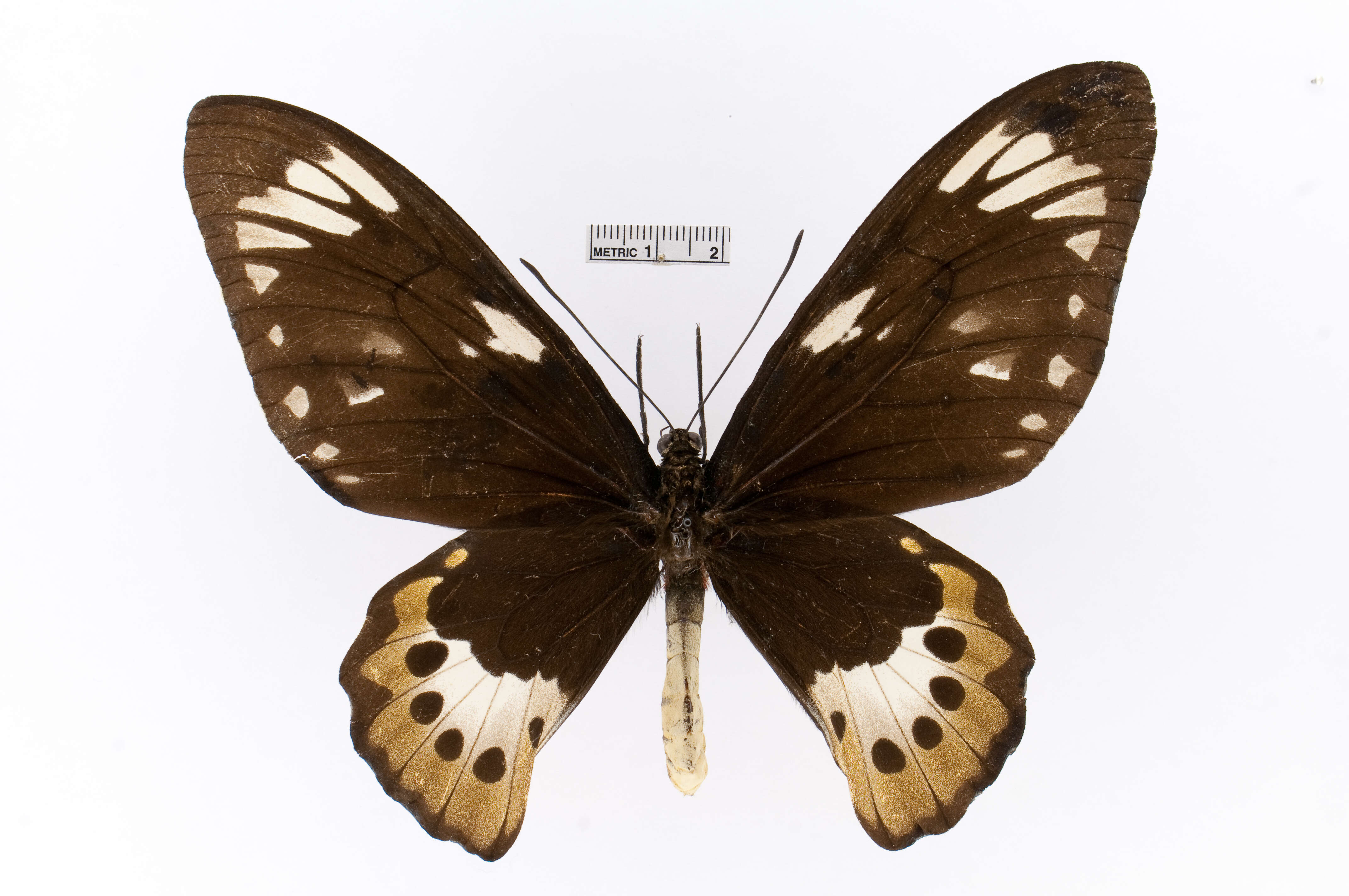 Слика од Ornithoptera paradisea Staudinger 1893