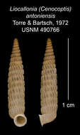 Plancia ëd Liocallonia antoniensis C. Torre & Bartsch 1972