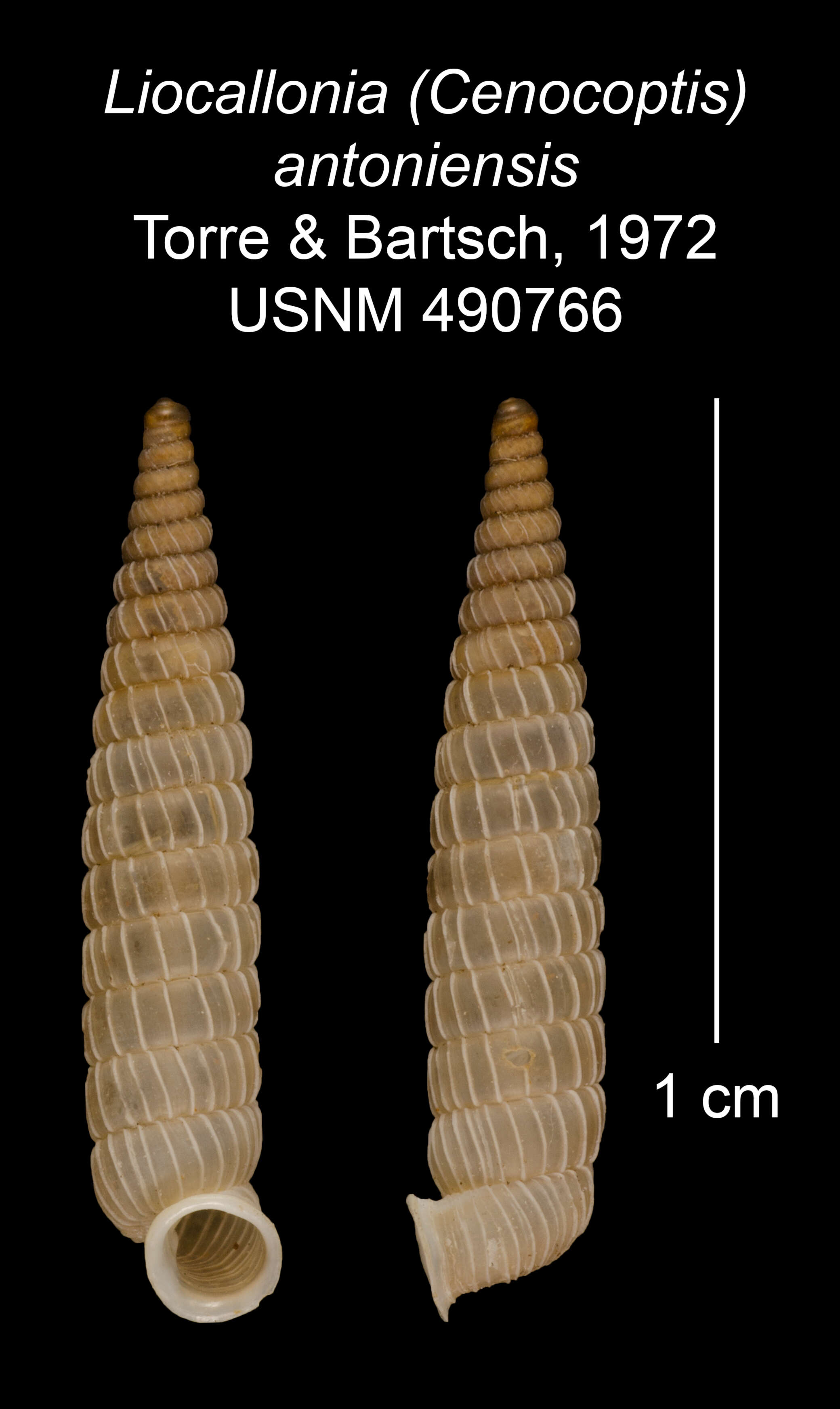 Plancia ëd Liocallonia antoniensis C. Torre & Bartsch 1972