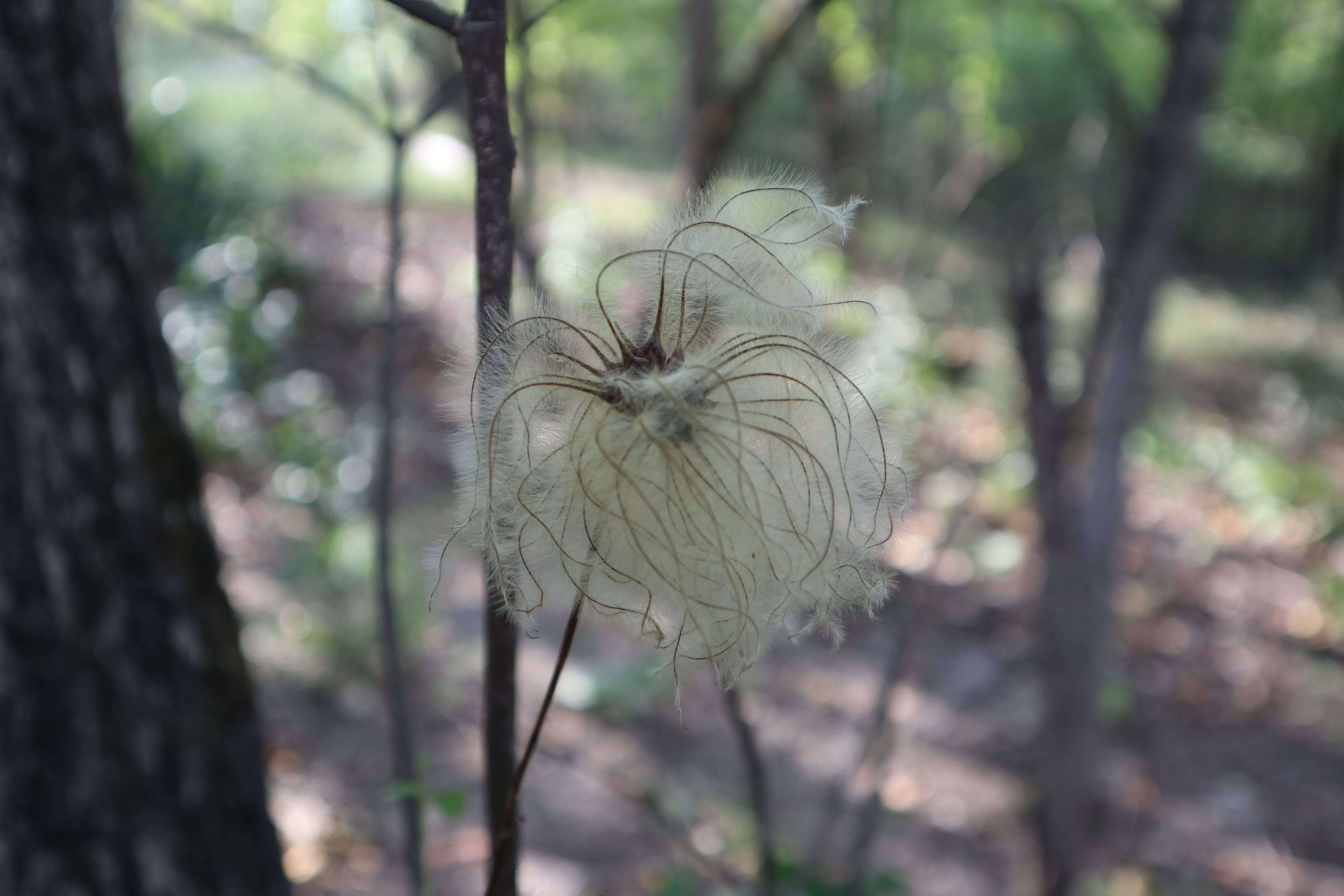 Image of White-Leaf Leather-Flower