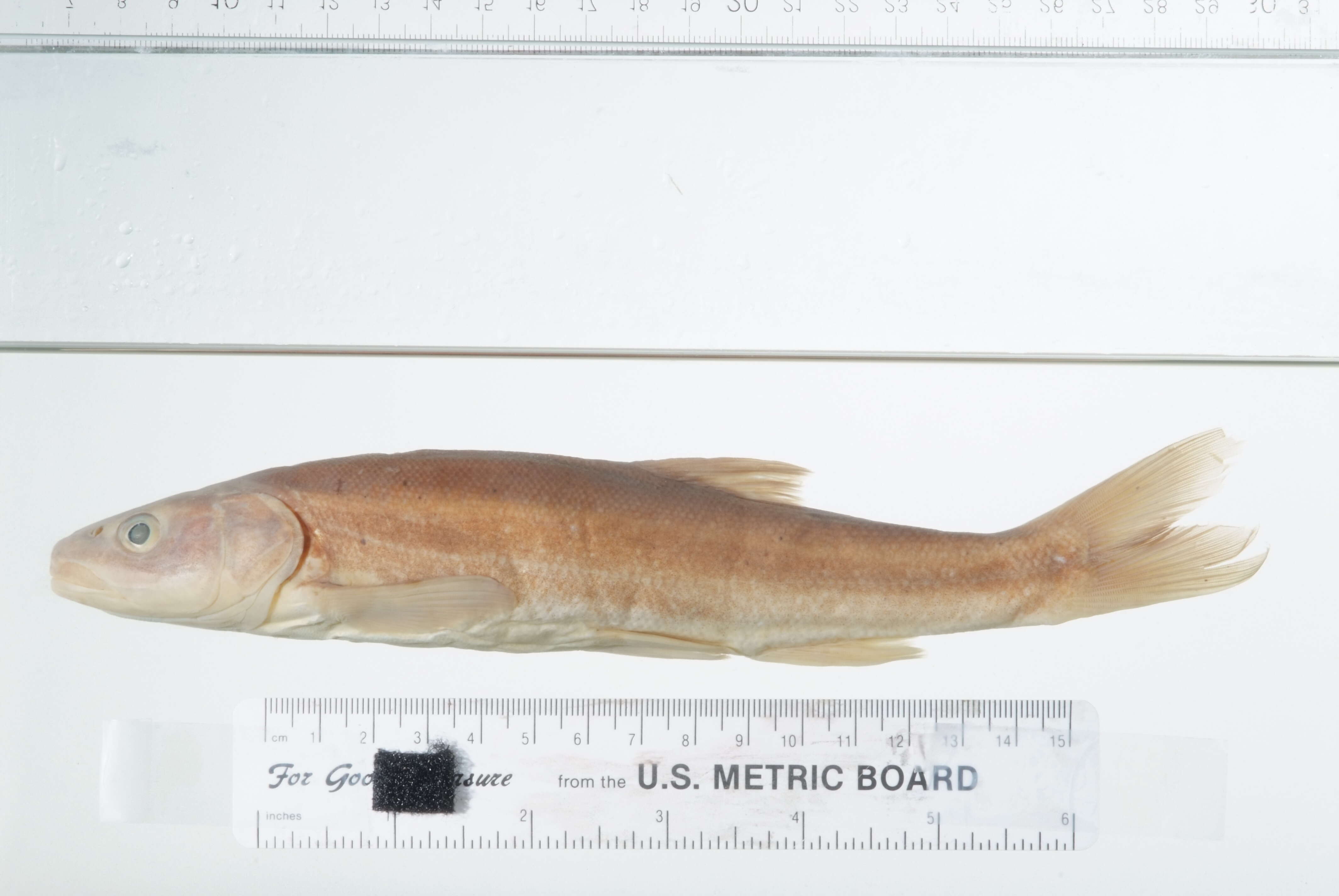 Image of Umpqua Pikeminnow