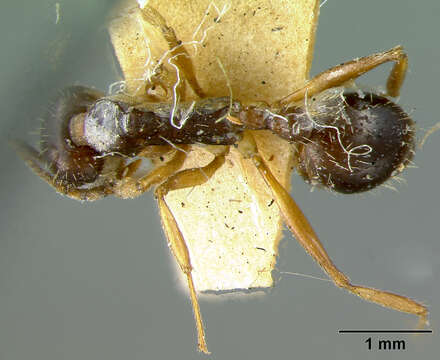 Image of Aphaenogaster beesoni Donisthorpe 1933