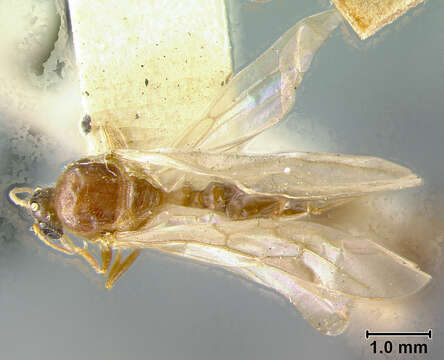 Pheidole centeotl Wheeler 1914 resmi