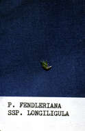 Plancia ëd Poa fendleriana subsp. longiligula (Scribn. & T. A. Williams) Soreng