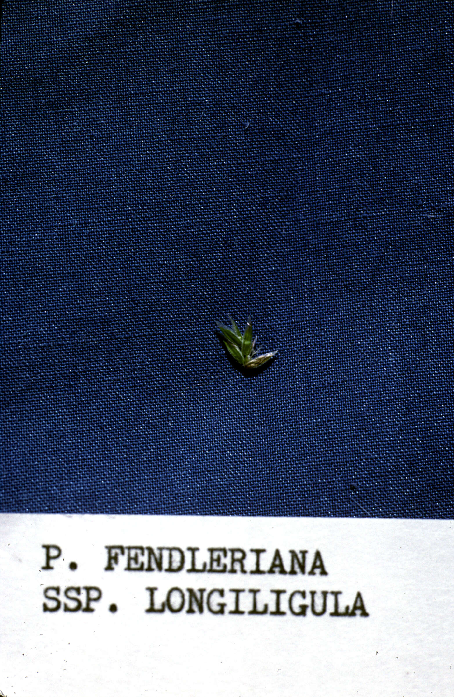 Plancia ëd Poa fendleriana subsp. longiligula (Scribn. & T. A. Williams) Soreng