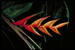 Heliconia wagneriana Petersen的圖片