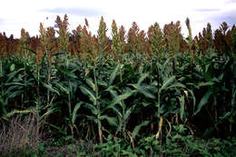 Image of Sorghum Moench