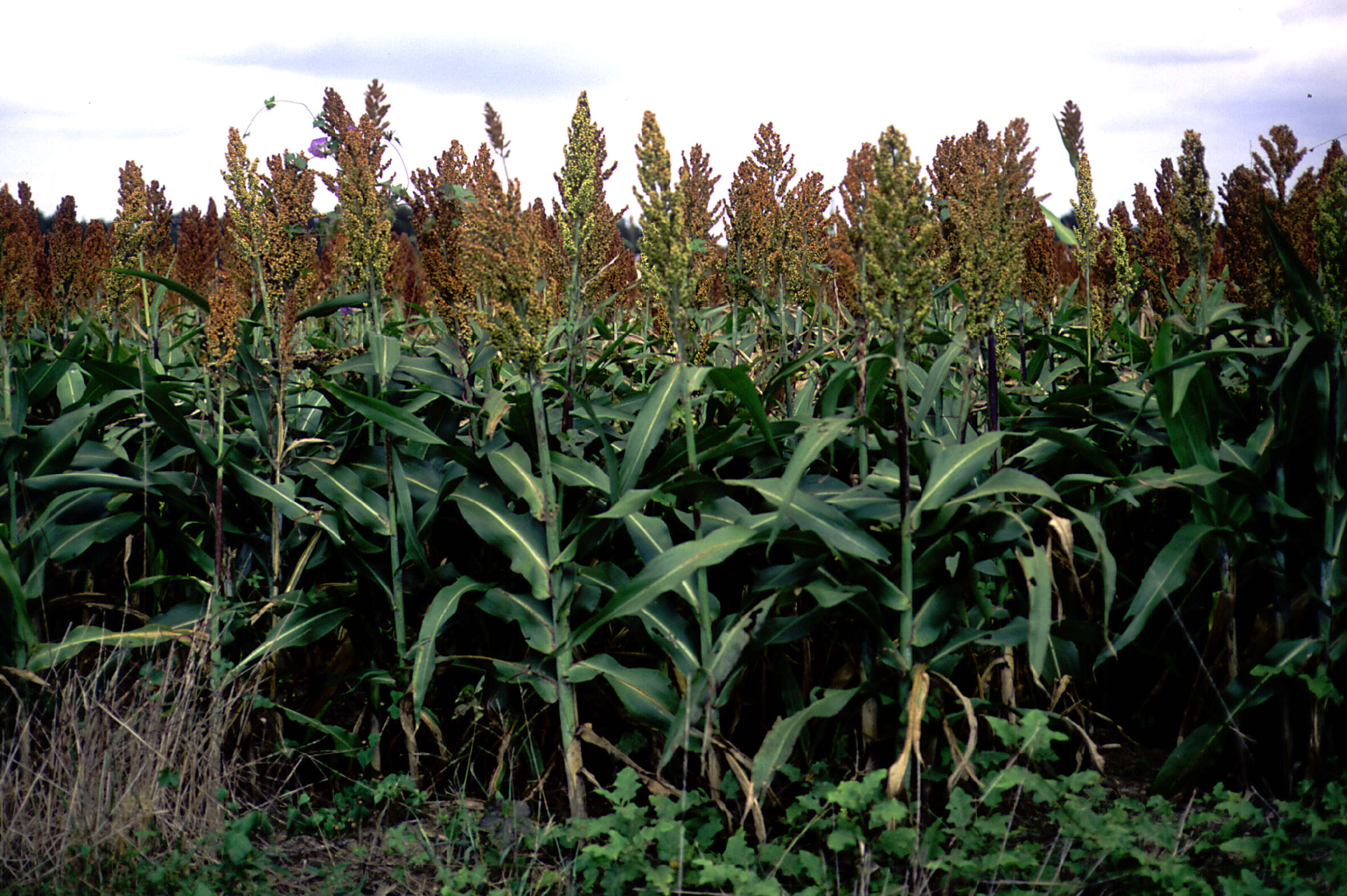 Image of Sorghum Moench