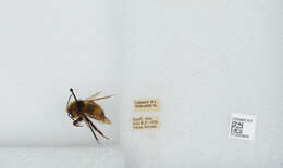 Image de Bombus insularis (Smith 1861)