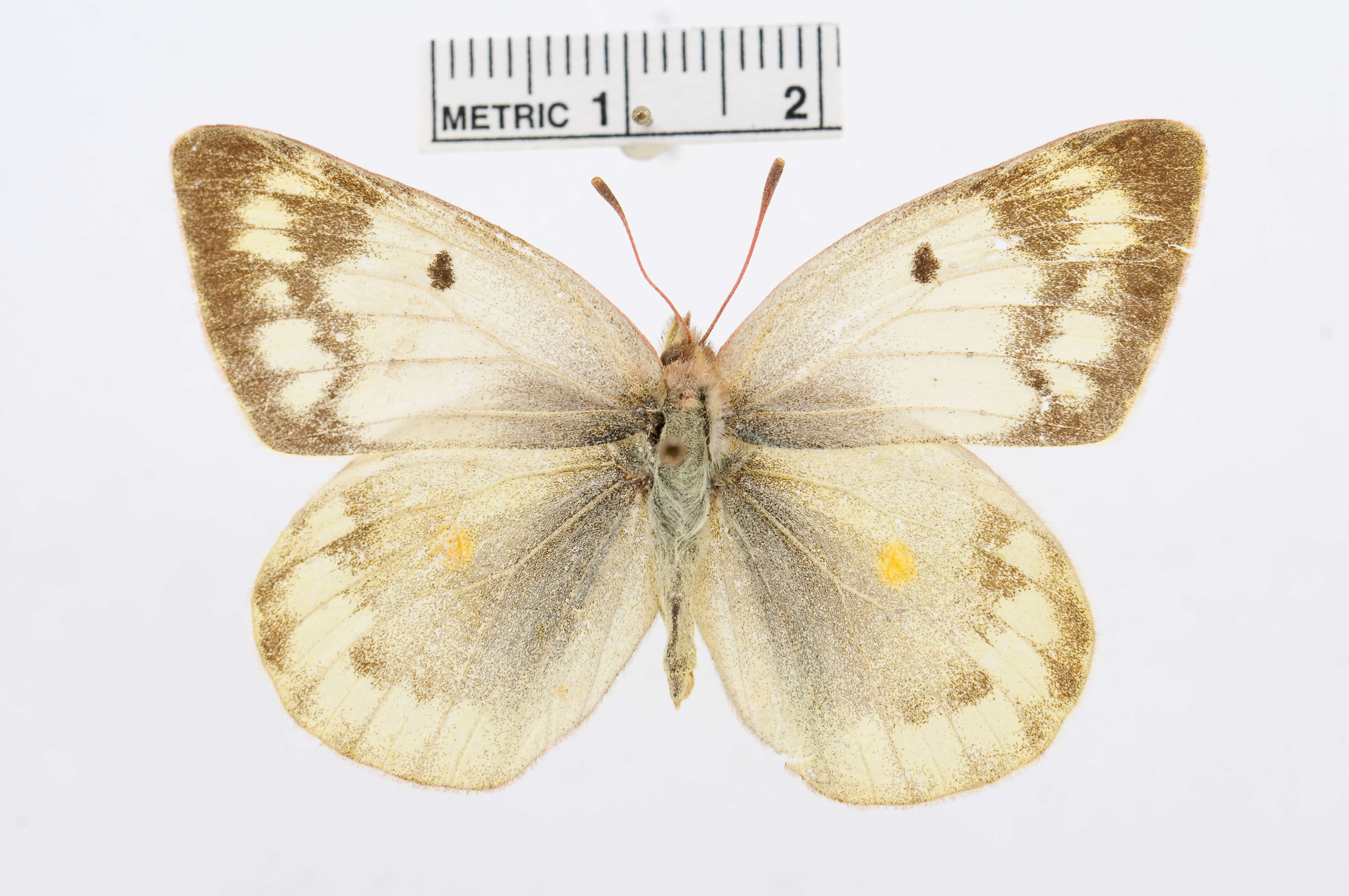 Image of Colias chlorocoma Christoph 1888