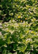 Image of Bay Biscayne creeping-oxeye