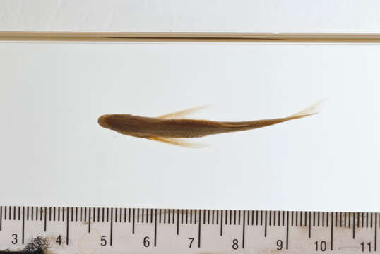 Sivun Parachela maculicauda (Smith 1934) kuva