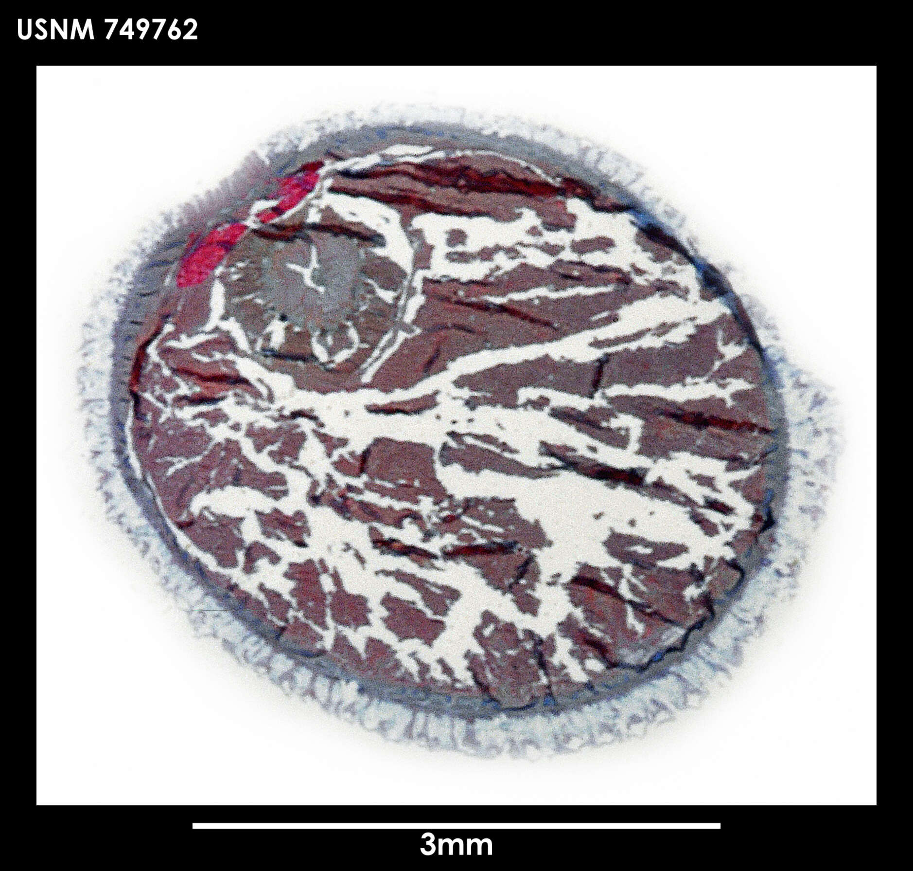 Image of Spengelomenia intermedia Salvini-Plawen 1978