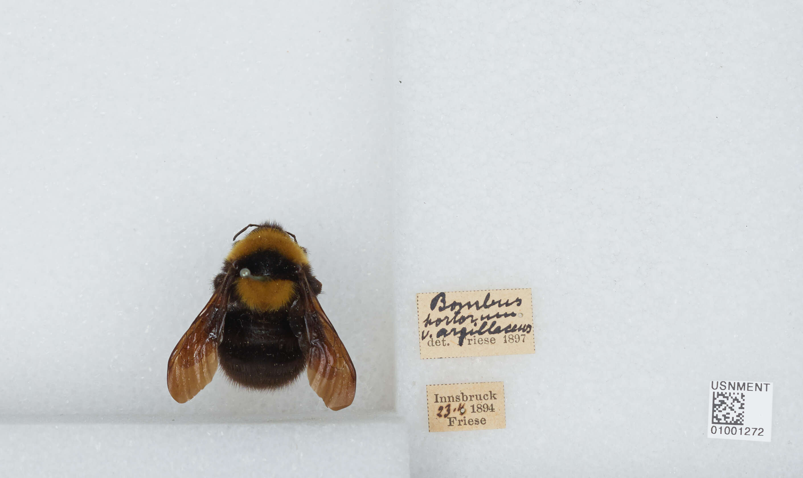 Слика од Bombus argillaceus (Scopoli 1763)