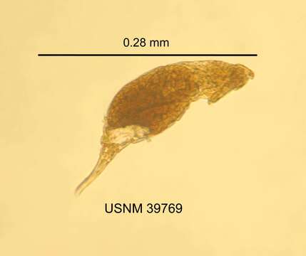 Слика од Dicranophorus luetkeni (Bergendal 1892)