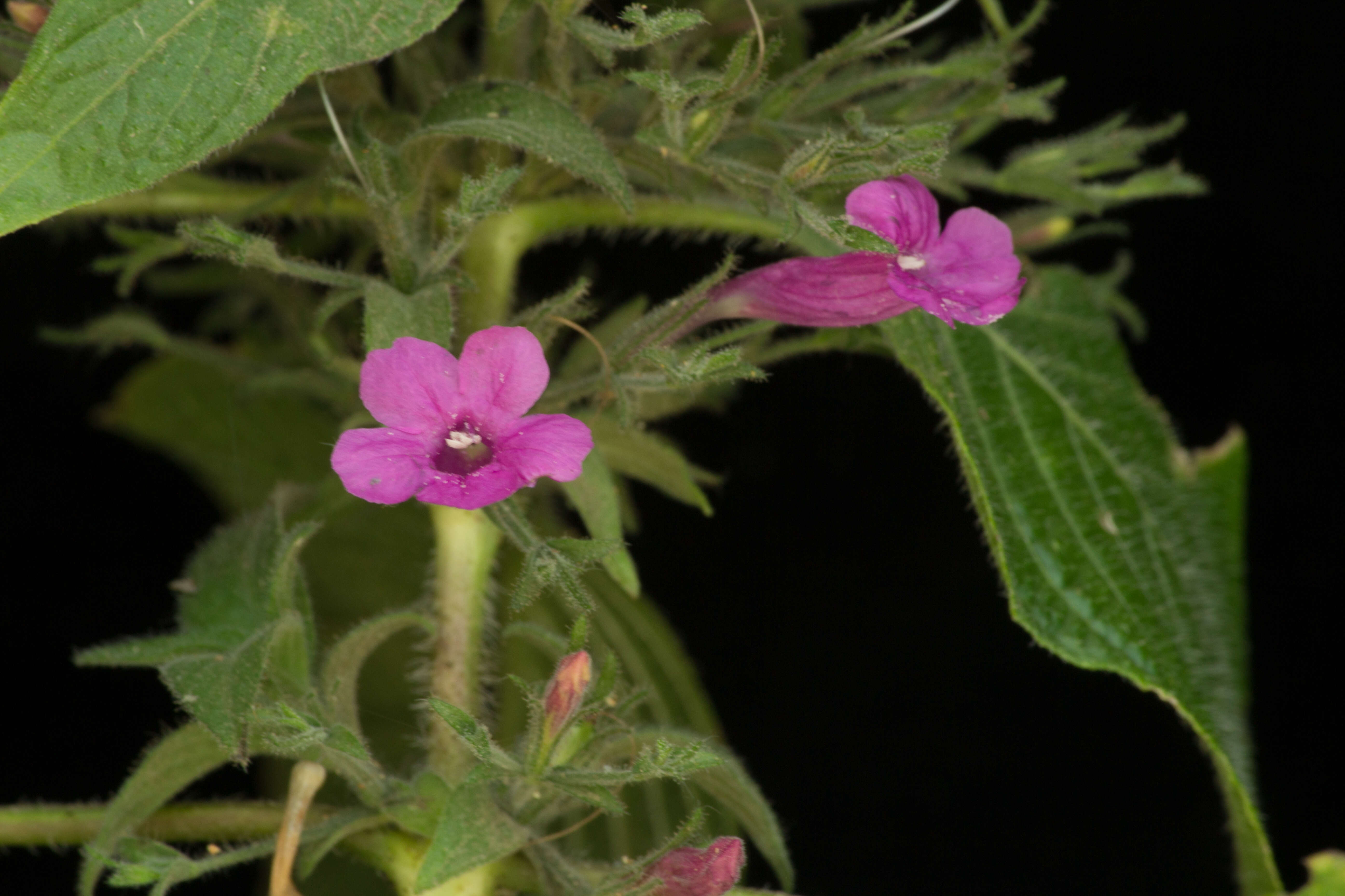 Image of Ruellia inundata Kunth