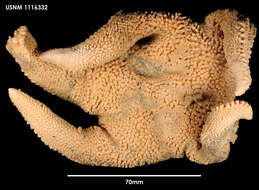 صورة Paralophaster antarcticus (Koehler 1912)