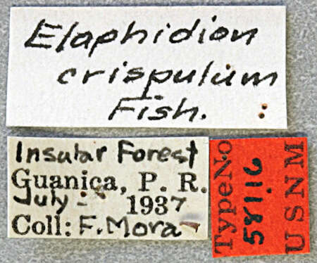 Image of Anelaphus crispulus (Fisher 1947)