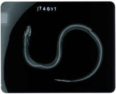 Image of Brown moray eel