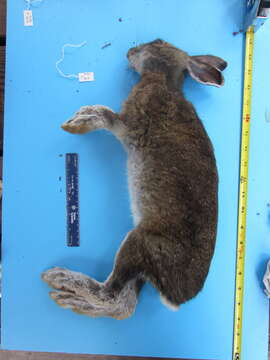 Imagem de Lepus americanus americanus Erxleben 1777