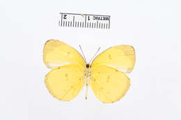 Image of Eurema mentawiensis Corbet 1941