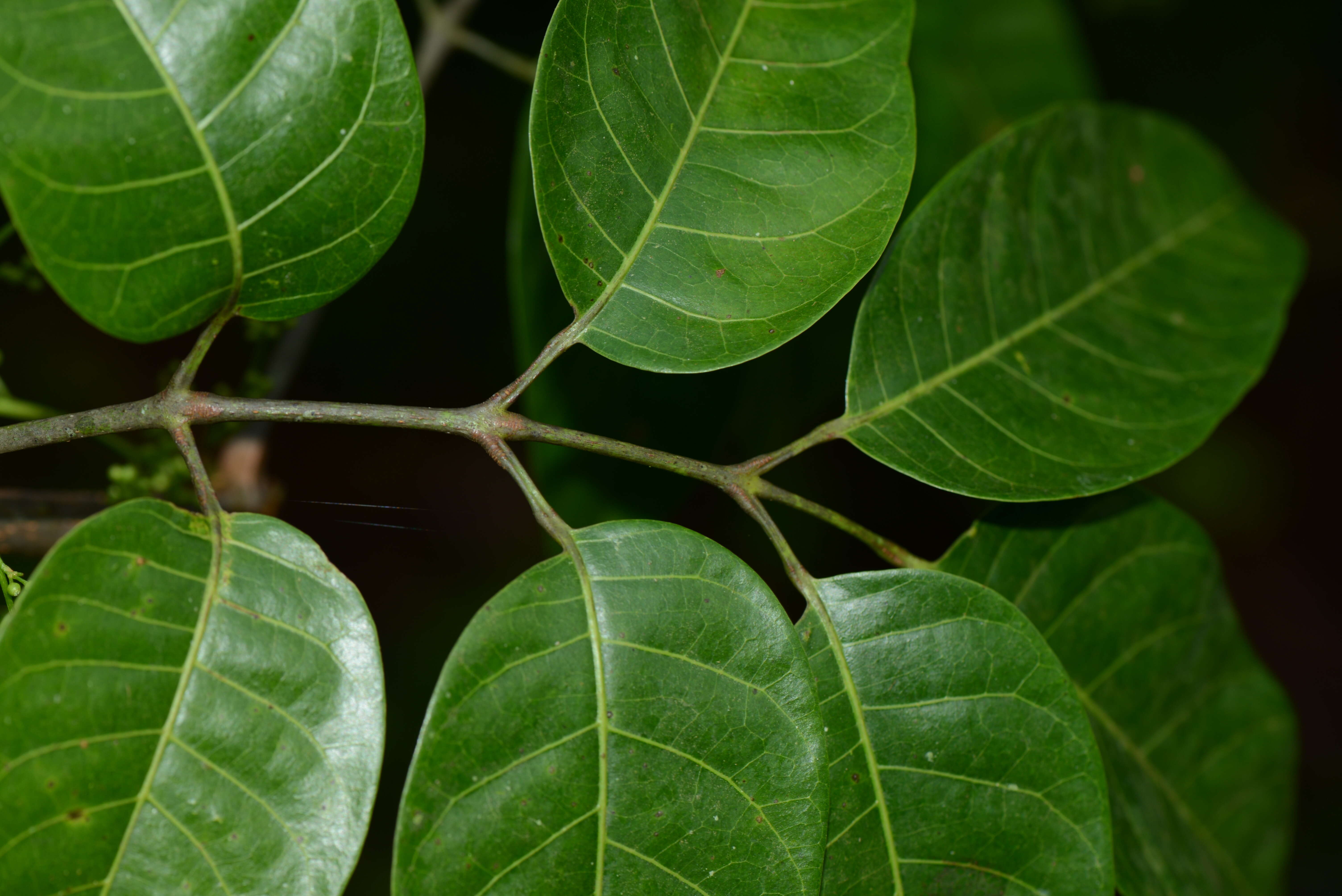 Image of Protium multiramiflorum Lundell