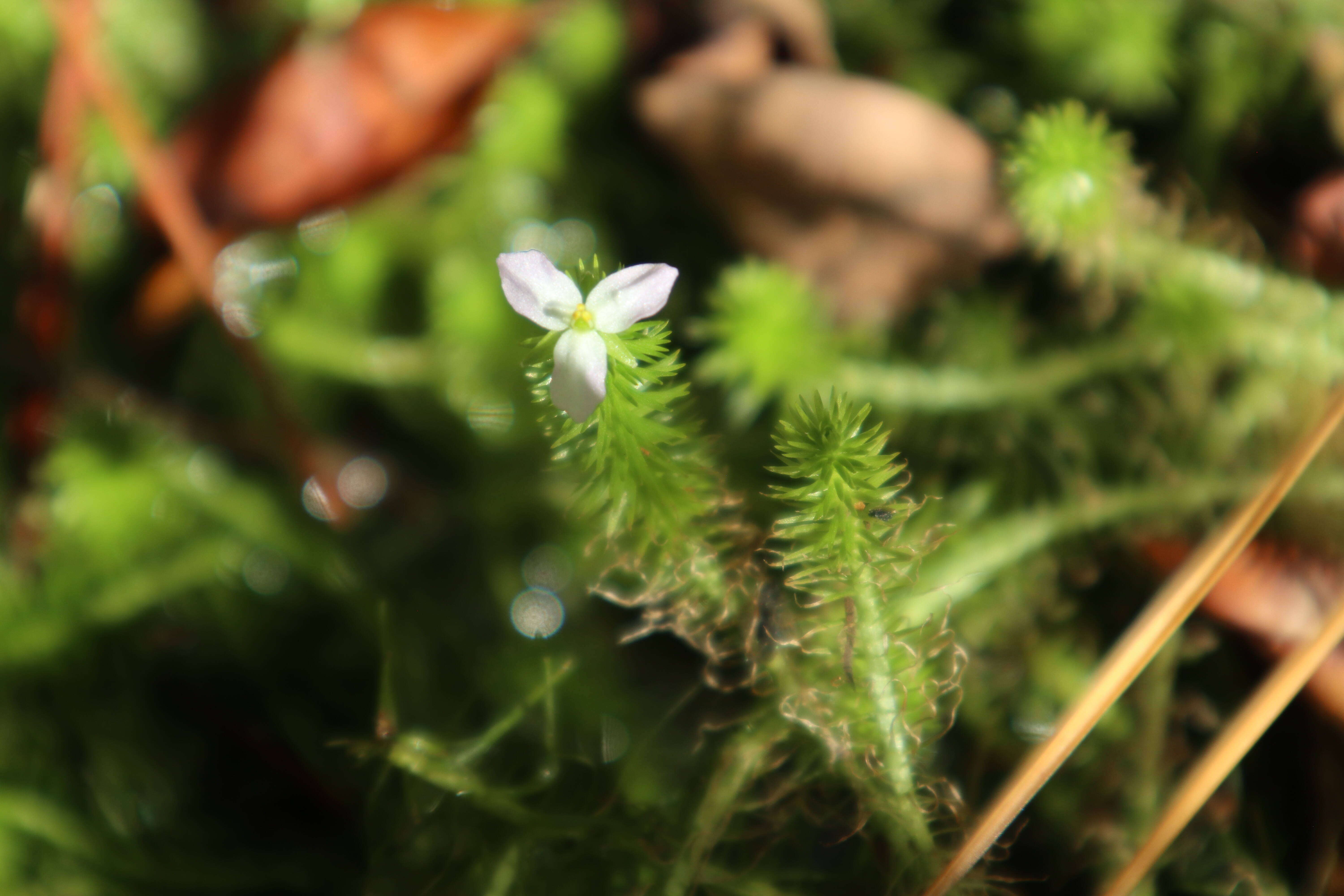 Image of bog-moss family