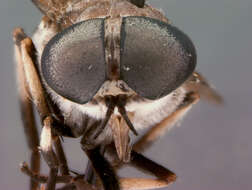 صورة Tabanus lacustris Stone 1935