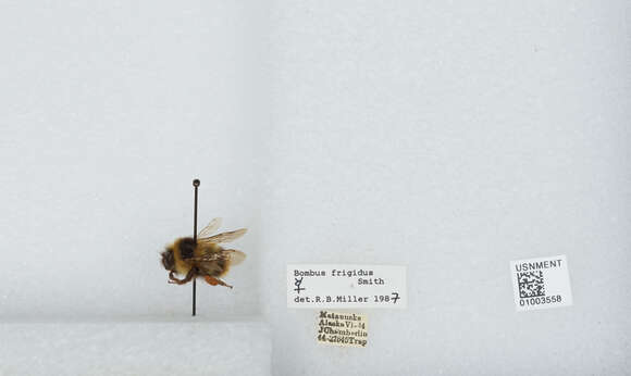 Image of Frigid Bumble Bee