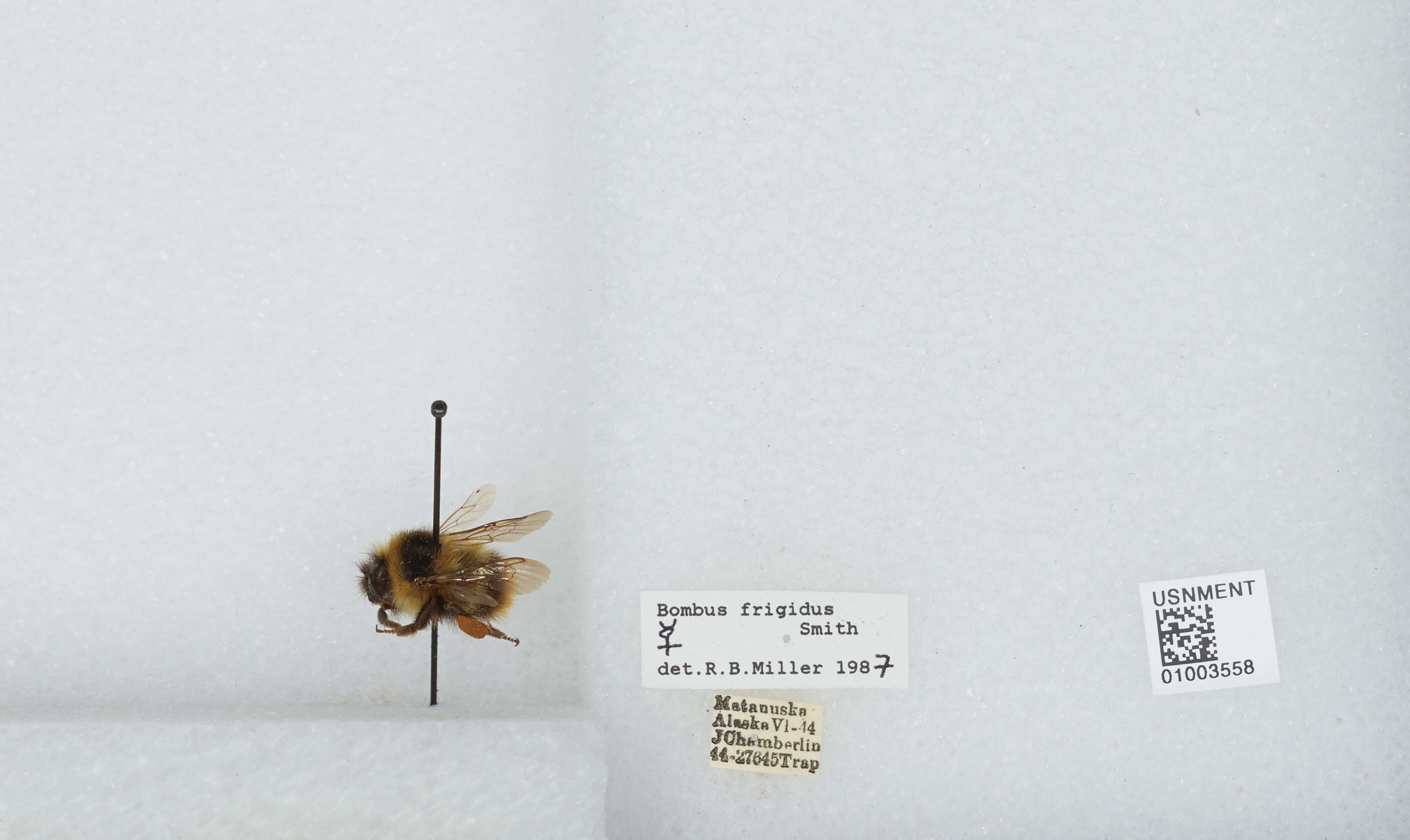 Image of Frigid Bumble Bee