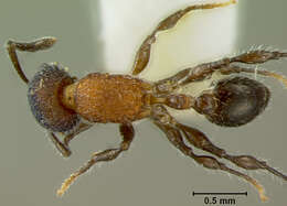 Image of Leptothorax gibbifer Baroni Urbani 1978