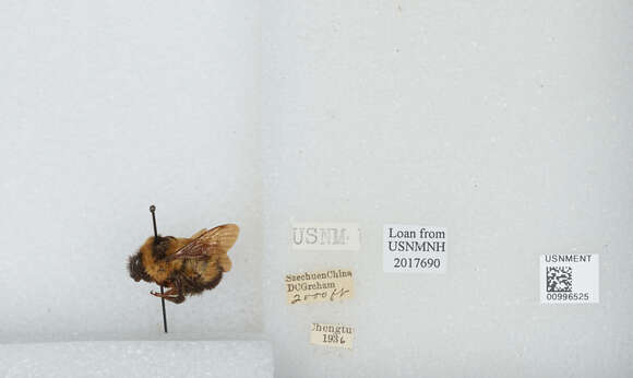 Image of Bombus breviceps Smith 1852