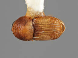 Image of Scolytomimus bicolor Wood 1960