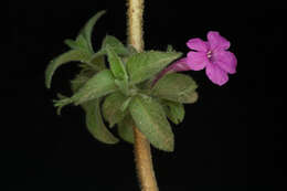 Image of Ruellia inundata Kunth