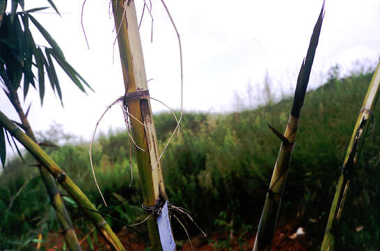 Image de Dendrocalamus brandisii (Munro) Kurz