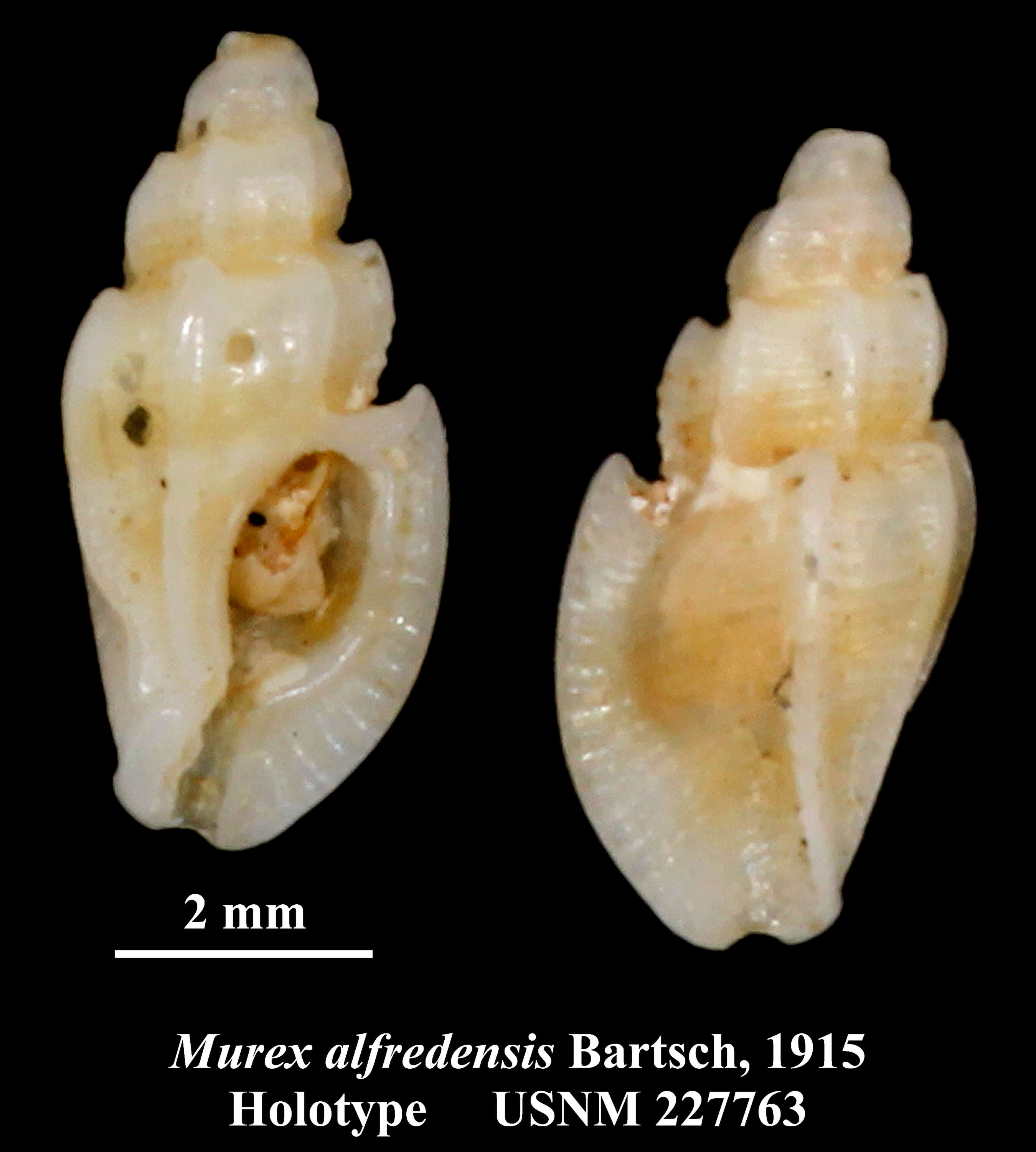 Image of Pygmaepterys alfredensis (Bartsch 1915)