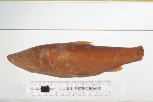 Image of Distoechodon